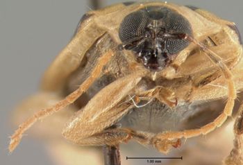 Media type: image; Entomology 19118   Aspect: head frontal view